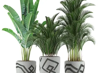 Plants collection 236 3D model