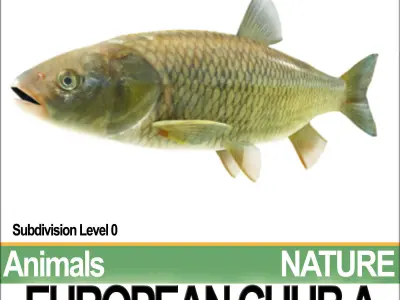 European Chub A 3D model