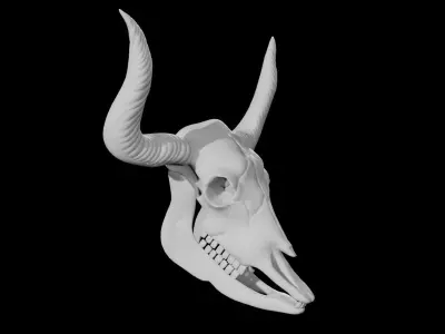 Bull Skull Low-poly 3D model