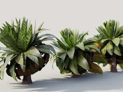 Asplenium nidus a 3D model