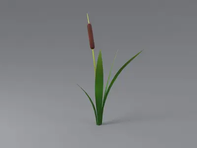 Cartoon Cattail 01 3D model
