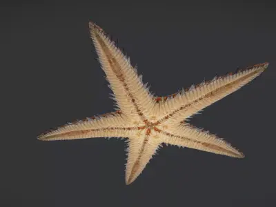 Realistic Sea Star - Starfish  Animated 3D model