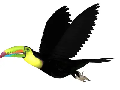 Toucan Bird Low-poly 3D model