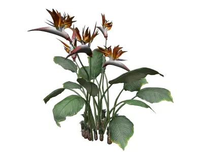 Bird of Paradise Flower - 07 - 3D model
