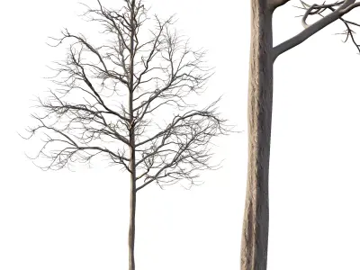 Mountain Ash Tree 06 3D model