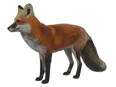Red Fox Low-poly 3D model