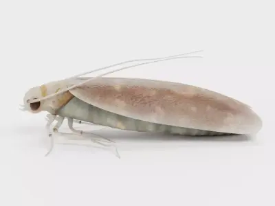 Cloth Moth Low-poly 3D model