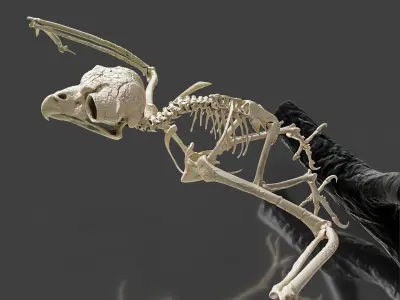 Realistic Owl Skeleton 3D model