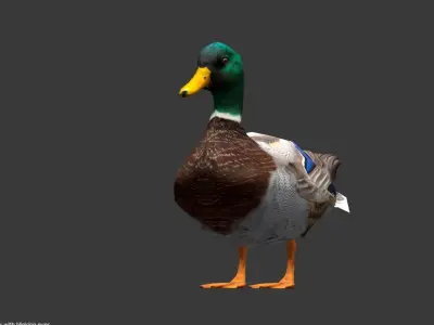 Animated Mallard Ducks Low-poly 3D model