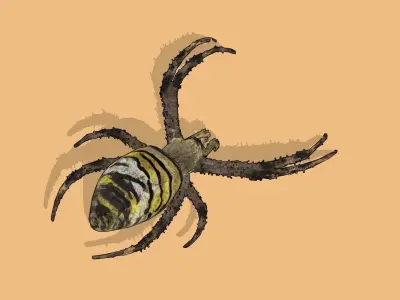 Orb-weaver spider Low-poly 3D model