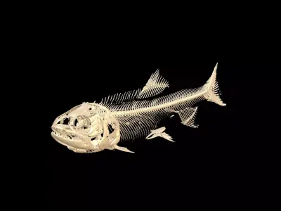 Fish Skeleton SALMON BONES Low-poly 3D model