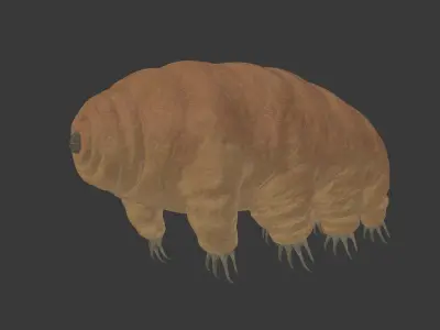 Tardigrade - Microscopic Water Bear - Moss Piglet Low-poly 3D model