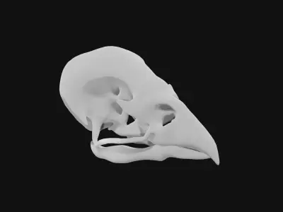 Sparrow skull 3D model