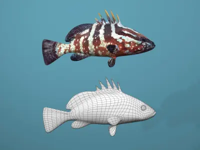 Nassau Grouper Low-poly 3D model