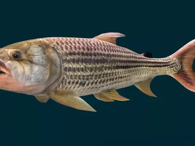Goliath Tigerfish Animated 3D model