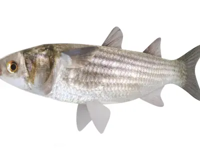 Fish Mullet 3D model