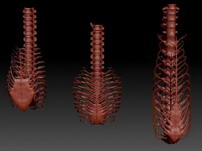 Dinosaur Spinosrs Tyrannosaurus Giganotosaurus SpineRib Skeltons 3D model