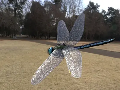Anax imperator - Static 3D model