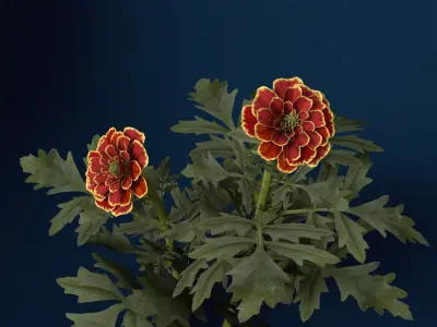 XfrogPlants Marigold 3D model