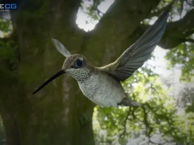 Hummingbird Animated Unity Low-poly 3D model