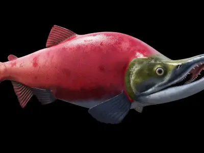 Oncorhynchus Nerka - The Red Sockeye Salmon 3D model