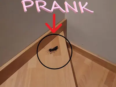 Ant insect 3D print model