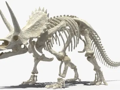 Triceratops Skeleton 3D model
