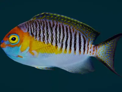 Coral Reef Fish Collection Animated - Game Ready pack 3 Low-poly 3D model