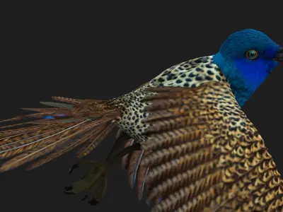 PheasantBird B2 3D model