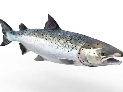 Salmon fish 3D model