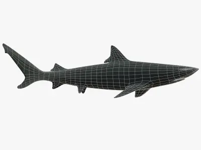 Blacktip Reef Shark Low-poly 3D model