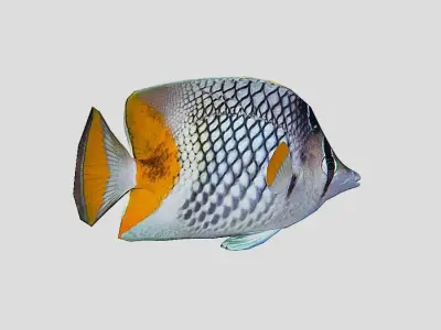 Pearlscale Butterflyfish Realistic Animated Low-poly 3D model