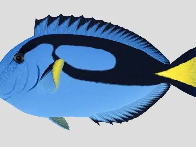  Blue Tang Tropical Fish Low-poly 3D model