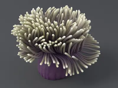 Actinia Anemone Collection 3D model