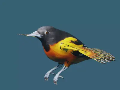 AMERICAN YELLOW BIRD Low-poly 3D model