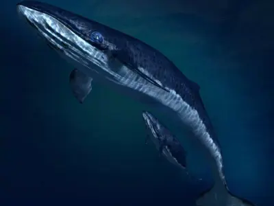 Blue Whales sea animals calves simple animal 3D model