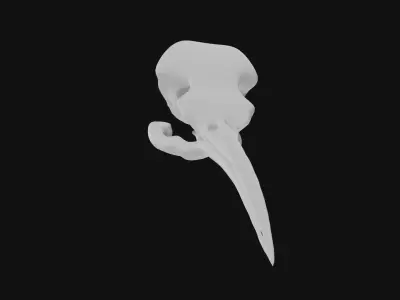 Hummingbird skull 3D model