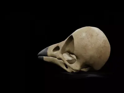 Crow low poly game ready skull Low-poly 3D model