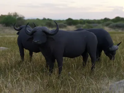 Buffalo bull Low-poly 3D model