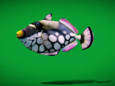Clown Trigger Fish Low-poly 3D model