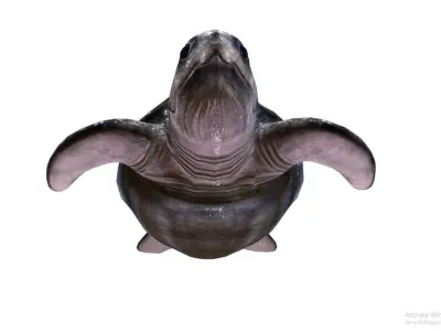 Leatherback sea turtle  Low-poly 3D model