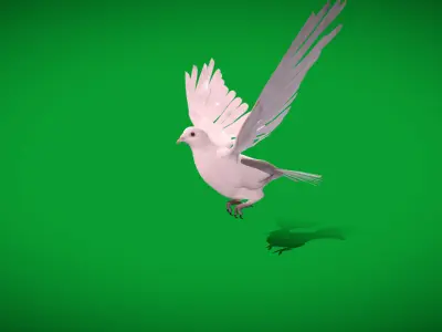 Dove Bird Low-poly 3D model