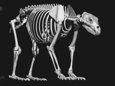 Grizzly Bear skeleton 3D model