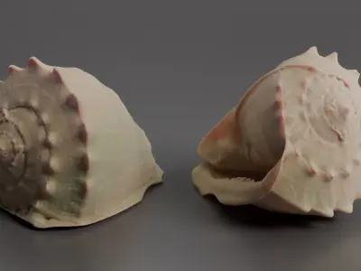 Seashell 3D print model