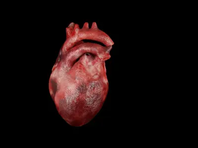 Heart human Low-poly 3D model