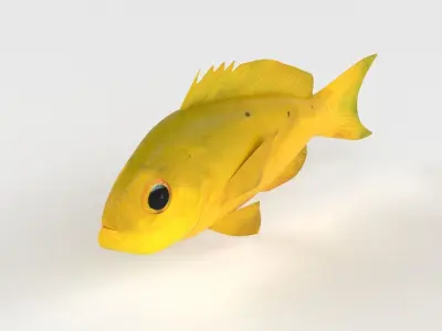 Creole Fish 3D model