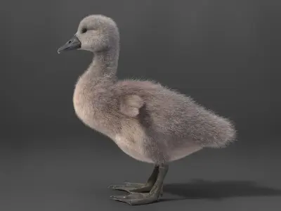 Young Mute Swan Animated VFX Grace 3D model