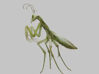 Green mantis insect Low-poly 3D model