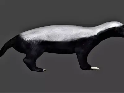 Honey Badger Low-poly 3D model