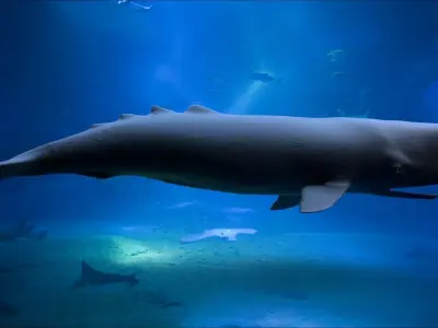 Sperm whale 3D model